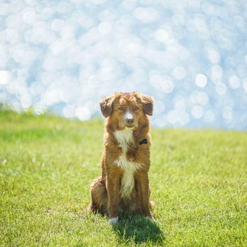 Meet Max